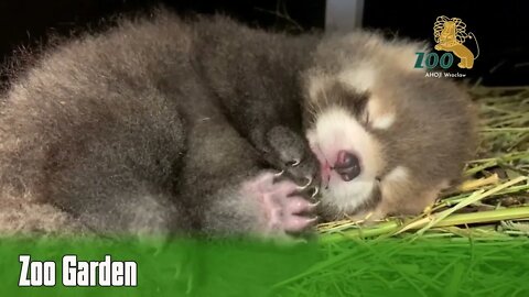 It's a Red Panda for a very fluffy flashback Friday #ZooGarden