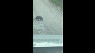 Texas armadillo