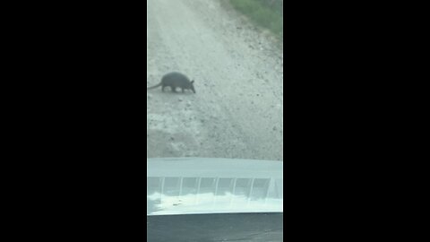 Texas armadillo