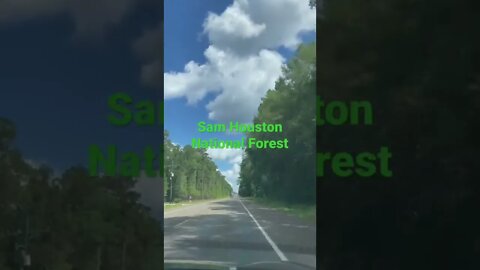 Texas Road Trip-Sam Houston National Forest