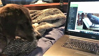 Puppy enjoys watching 'Einstein the Parrot' videos on Rumble