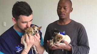 SOUTH AFRICA - Cape Town - Animal Welfare Society of South Africa Abandoned Pets. (Video) (yiC)
