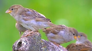 House Sparrows Feeding Site Moved to Another Tree Stump
