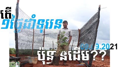 តើ១ថ្ងៃដាំទុរេនបានប៉ុន្មានដើម? ប្រសិនដាំតាម តាកាំង (09.09.2021)