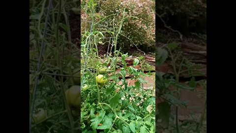 Tomato plant Hornworm damage