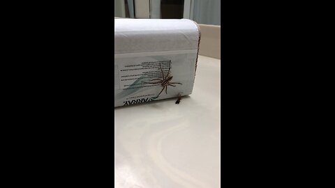 Spider attacks and paralyzes wasp