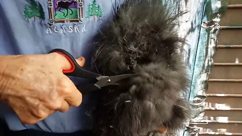 How to trim a Silkie for breeding season. ( Part 2 Rooster ) 10th October 2020