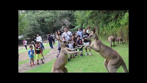 FULL KANGAROO FIGHT!