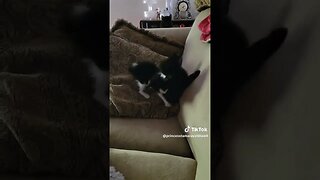 Rescue Kittens Extreme Parkour