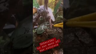 First time tong feeding a cricket to the new White’s Tree Frogs!