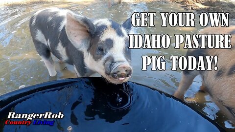 Get Your Own Idaho Pasture Pig