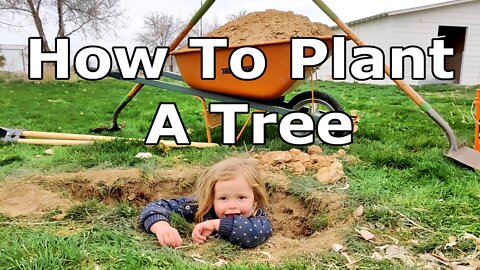 How to plant a tree