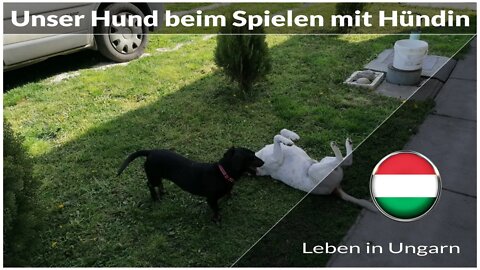 Unser Hund beim Spielen mit kleiner Hündin - Leben in Ungarn