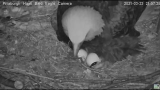 Hays Eagles H14 Hatches! 2021 03 23 21:57