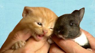 Cat Adopts Baby Rabbit