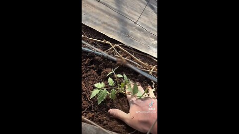 Planting tomatoes!