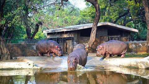 Hippopotamus Going in the Water