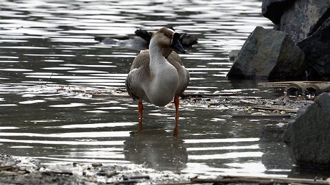 CatTV: Big Duckie standing in water