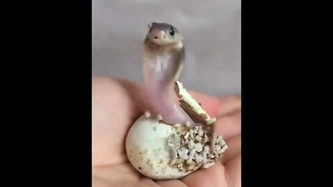 King Cobra Hatching