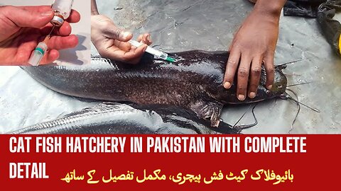 Cat Fish Hatchery | Fish Hatchery In Pak | Biofloc Fish Farming | Cat Fish Breeder