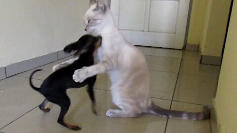 Battle of Cuteness - Minpin Puppy vs Kitten