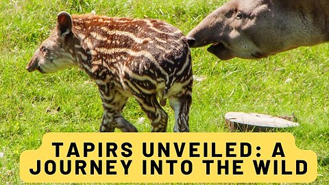 Tapirs Unveiled: A Journey into the Wild