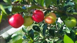 frutíferas produzindo em vaso do amigo Rui adquiridas no horto Meireles pitanga preta sapoti cajá