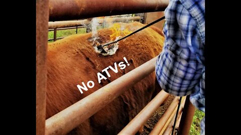 No ATVs! | Cattle Handling (In the Chute - Round 82)