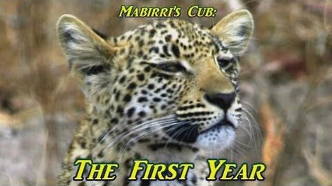 Mabirri's Cub: The First Year