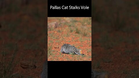 Jamie and Victor Pallas cat surveying in Mongolia-part 2