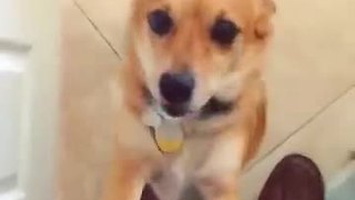 Dog welcomes owner home in heartwarming fashion