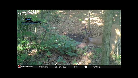 First buck on trail camera Deer hunting New Jersey