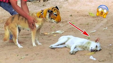 These Dogs Failed So Hard, You Won't Believe It 🐶😹 | Pin Funny Top
