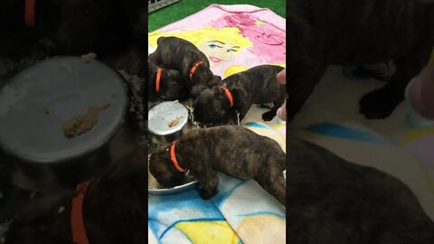 Puppies coming out of box and learning to eat food out of a bowl. Munny CH Chip