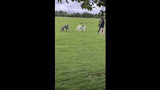 BEAUTIFUL PAIR OF DOGS PLAYING AROUND IN THE PARK