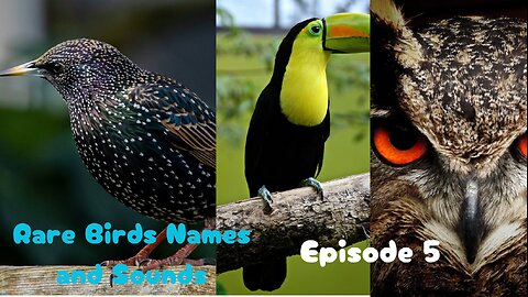 Rare Birds Names and Sounds- Fifth Episode