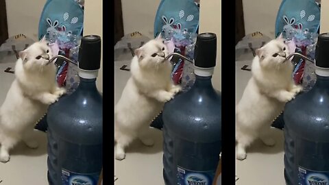 This white cat can drink a gallon of water