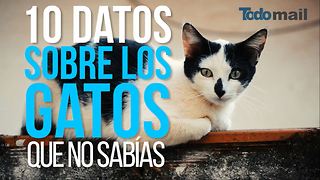 10 curiosos datos sobre los gatos que desconocías.