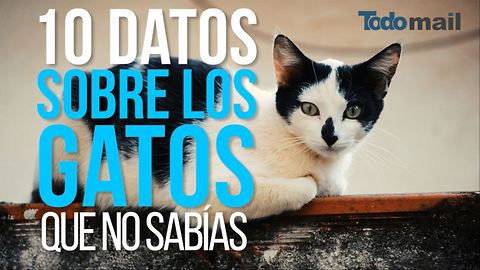 10 curiosos datos sobre los gatos que desconocías.