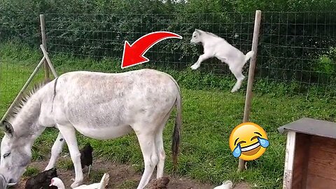 Funny animal compilation- goats can.make you laugh