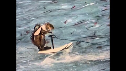 Twiggy the HOLLYWOOD MOVIE STAR and Famous Water Skiing SQUIRREL