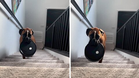 Thoughtful Boxer Shows What A Great Helper He Is