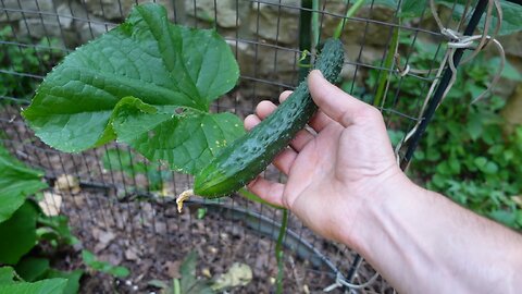 Garden update 6-17-24