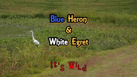 Blue Heron & White Egret