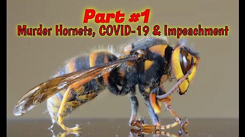 PART #1: 🐝 Murder Hornets, CoRNey, Impeachment & COVID-19 (9/2020)