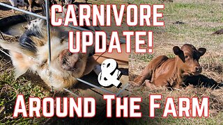 Carnivore Update & Around The Farm Update!