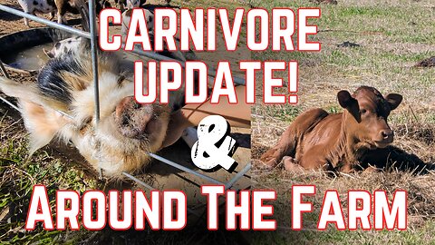 Carnivore Update & Around The Farm Update!