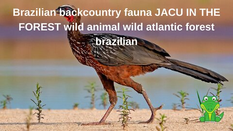 Brazilian backcountry fauna JACU IN THE FOREST wild animal wild atlantic forest brazilian