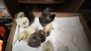 Silkie Chicks and a Belgian D'uccle Chick 18th August 2021