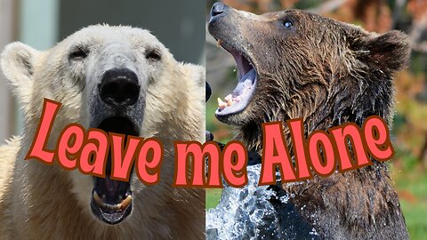 The Sharing Dilemma(Polar Bear and Grizzly) - What You Need to Know?